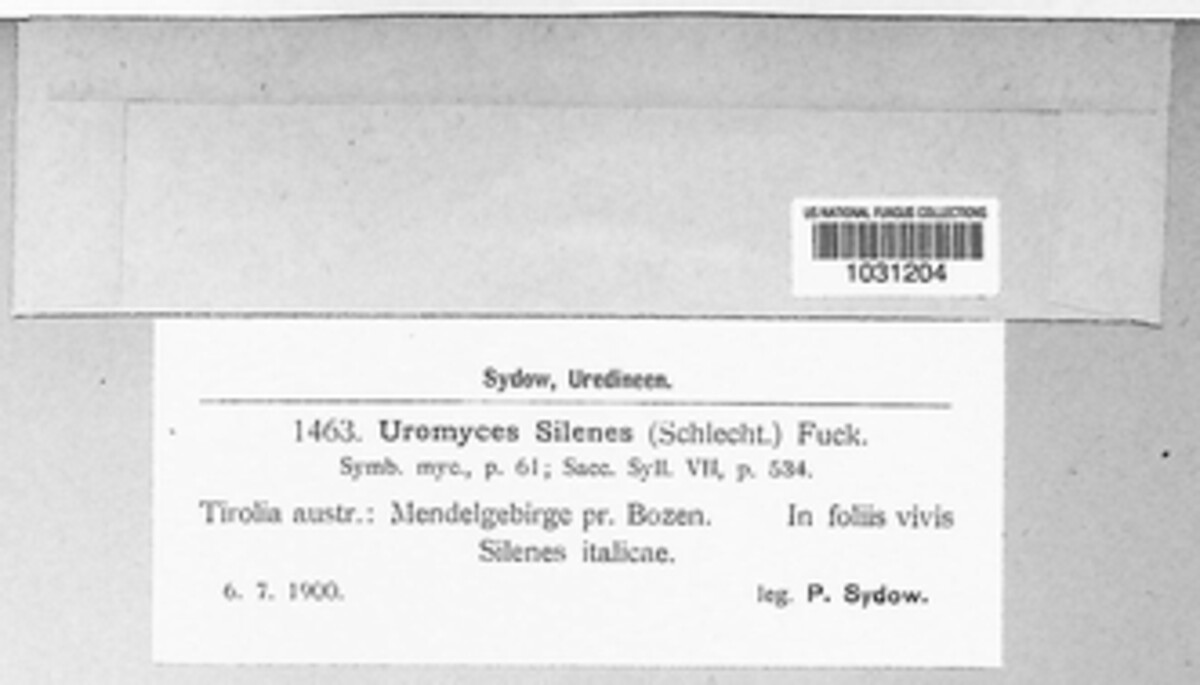 Uromyces silenes image